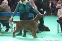 Crufts2011 673